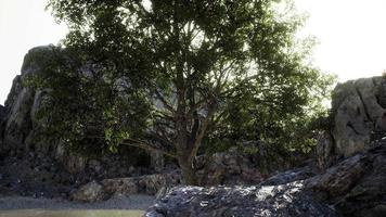 arbre exotique sur une falaise près de l'océan video