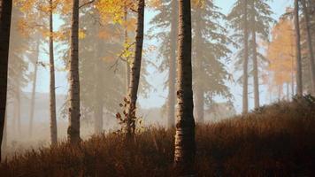 scène du lever du soleil dans une forêt de bouleaux un matin d'été ensoleillé avec brouillard video