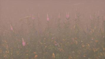 vilda fält blommor i djup dimma video