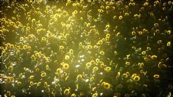 zonnebloem veld en bewolkte hemel video