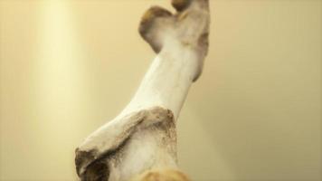 The leg bone of an big animal video