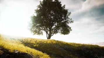 campo de primavera con árbol solitario video