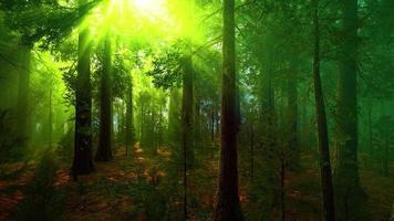 névoa da manhã na floresta de sequoias gigantes video