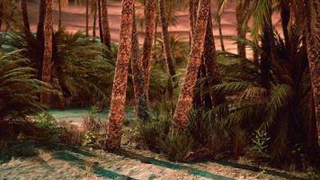 palmeiras e as dunas de areia em oásis video