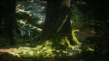alte Bäume mit Flechten und Moos im grünen Wald video