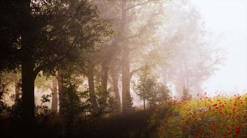 brouillard d'été dans la forêt video