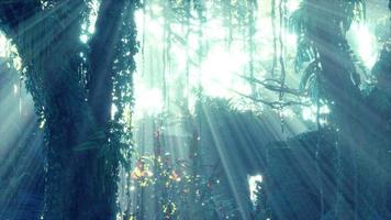Nebeliger Regenwald und helle Sonnenstrahlen durch Äste