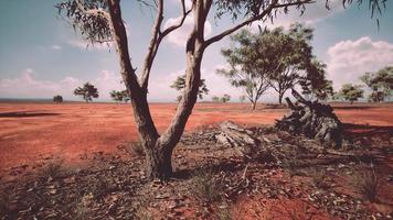 árvore de acácia nas planícies abertas de savana da áfrica oriental botswana video