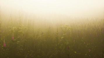 wilde Feldblumen im tiefen Nebel video