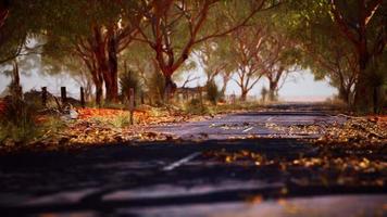 Route ouverte en Australie avec des buissons video