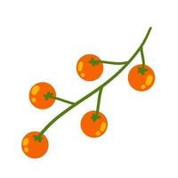 Cherry tomato. Red vegetable on branch. Harvesting and Vegetarian food. vector