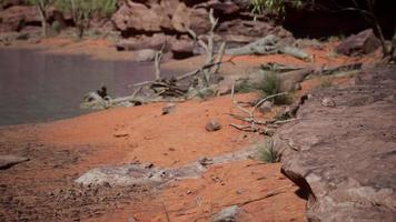 trees near Colorado River in Grand Canyon photo