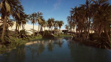 oasis idílico en el desierto del sahara foto