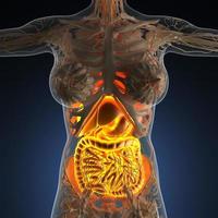 ciencia anatomía del cuerpo de la mujer con sistema digestivo brillante foto