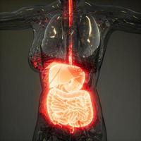Ilustración 3d de las partes y funciones del sistema digestivo humano foto