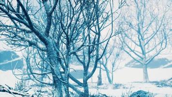 winter deciduous forest on a foggy morning photo