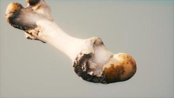 The leg bone of an big animal photo