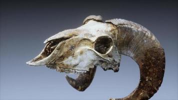 large old ram skull rotate photo