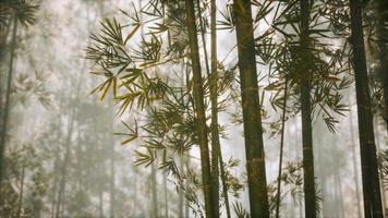 asian bamboo forest with morning sunlight photo