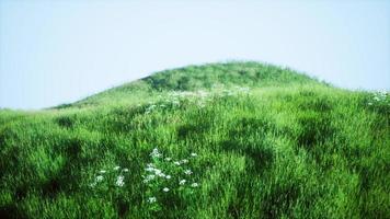 colinas verdes con hierba fresca y flores silvestres a principios de verano foto