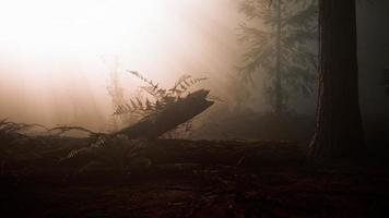 marvelous scenery of the coniferous forest at the end of autumn photo