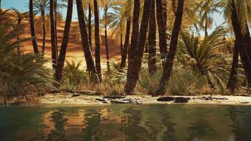 Green oasis with pond in Sahara desert photo