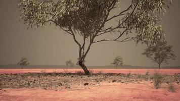 dry african savannah with trees photo