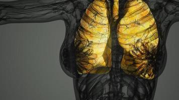 análisis de anatomía científica de los pulmones humanos foto