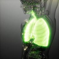 examen de radiología de pulmones humanos foto