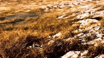 dry grass on the mountain with fog photo