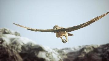 toma de cámara lenta extrema de águila foto