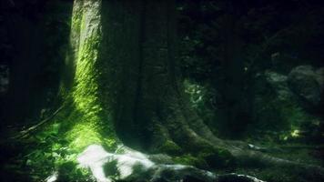 paisaje forestal con viejos árboles masivos y piedras cubiertas de musgo foto