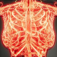 Blood Vessels of Human Body photo