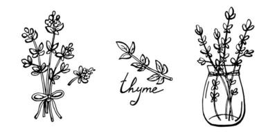 Set of hand drawn thyme branches and lettering vector illustrations isolated on white.