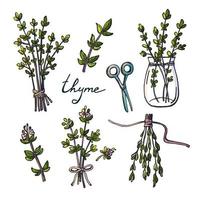 Set of hand drawn thyme branches, scissors and bunch of vector illustrations isolated on white.