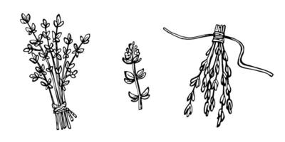 Set of hand drawn thyme branches and bunch of vector illustrations isolated on white.