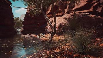 Colorado river with red stones and trees photo