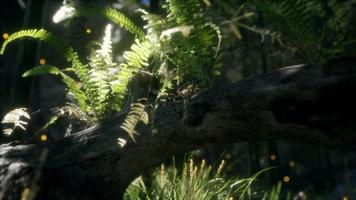 horizontally bending tree trunk with ferns growing, and sunlight shining photo