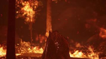 grandes llamas de incendio forestal foto
