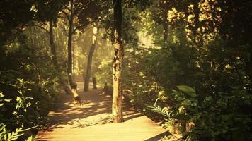 Wooden deck path in the forest photo