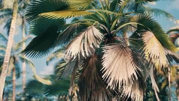 tropical palms and plants at sunny day photo