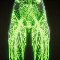 Blood Vessels of Human Body photo