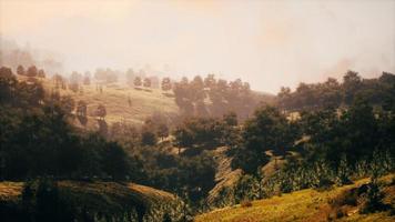 Sunset in mountain with green grass and trees photo