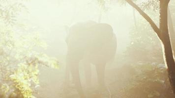 big elephant looking from a green jungle to the camera photo