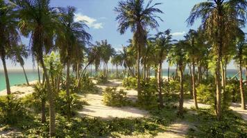 desert island with palm trees on the beach photo