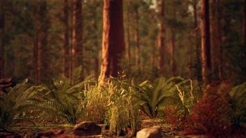 tall forest of sequoias in Yosemite National Park photo