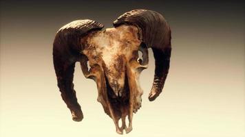 large old ram skull rotate photo