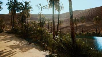 oasis with palm trees in desert photo