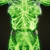 Blood Vessels of Human Body photo