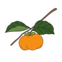 Vector illustration of a persimmon on a branch. Fresh fruit in cartoon style. Isolated on white background